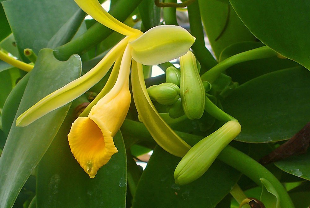 Orquídea Vanilla
