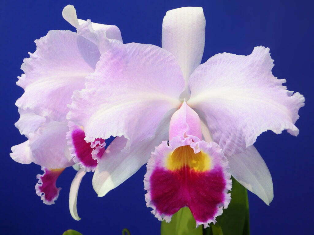 Orquídeas de Colombia