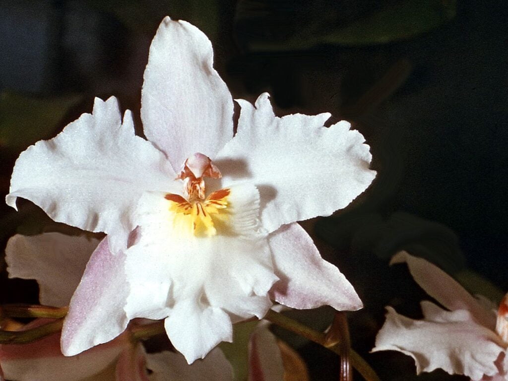 Orquídeas de Colombia