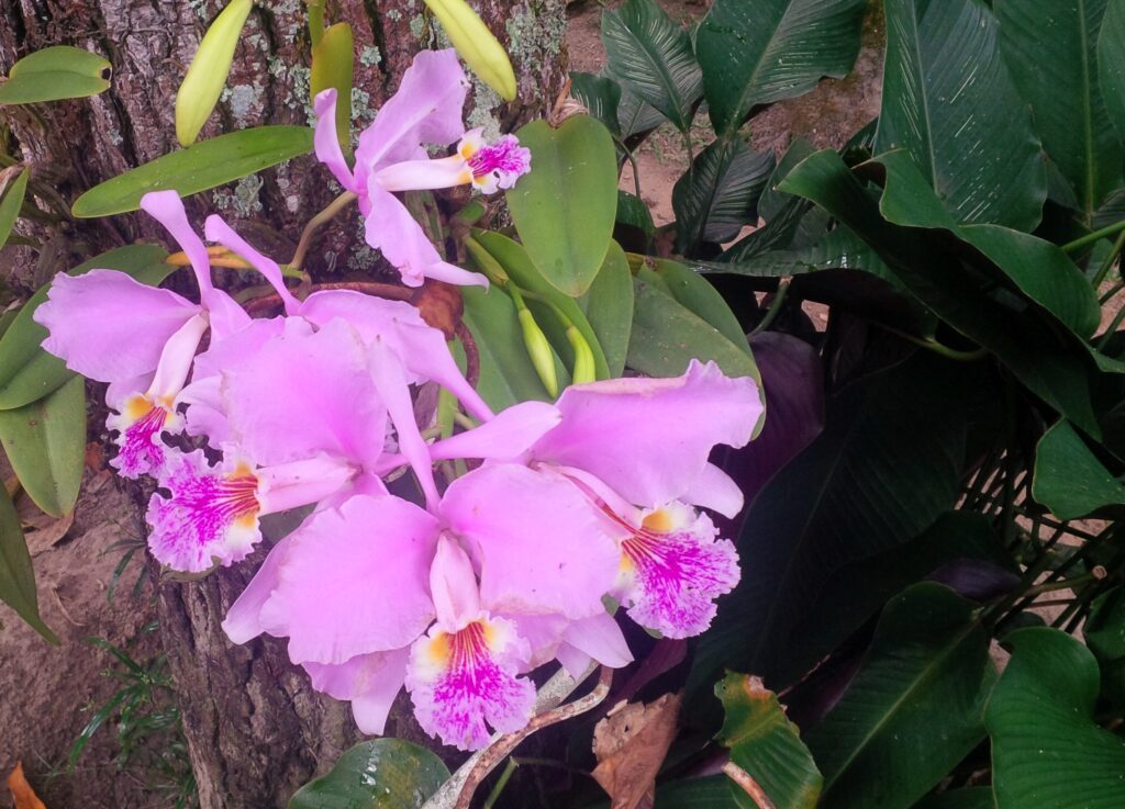 Orquídeas de Venezuela