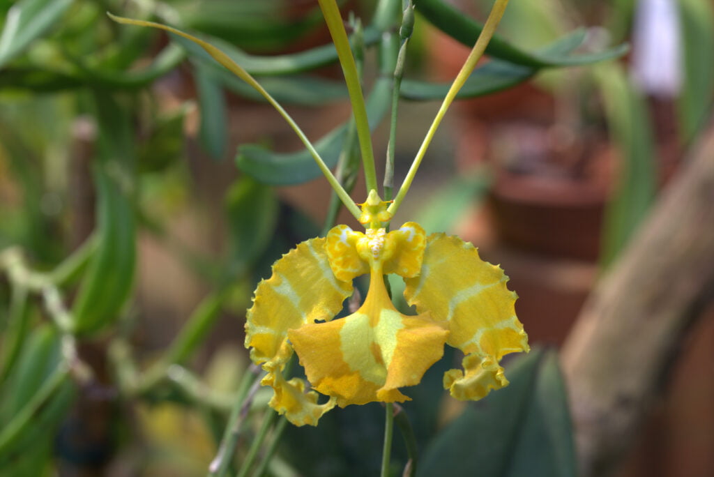 Orquídeas de Venezuela Oncidium papilio